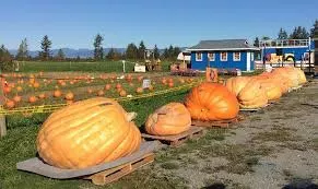 Top 10 U-Pick Farms in Vancouver, bc
