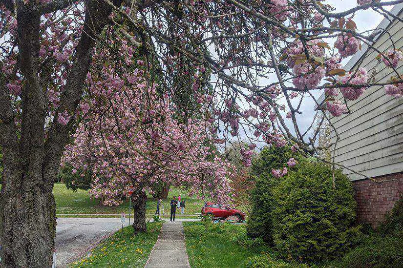 Cherry Blossom Vancouver, Globalduniya