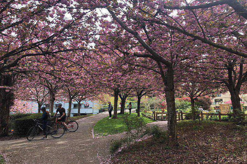 Cherry Blossom Vancouver,Globalduniya