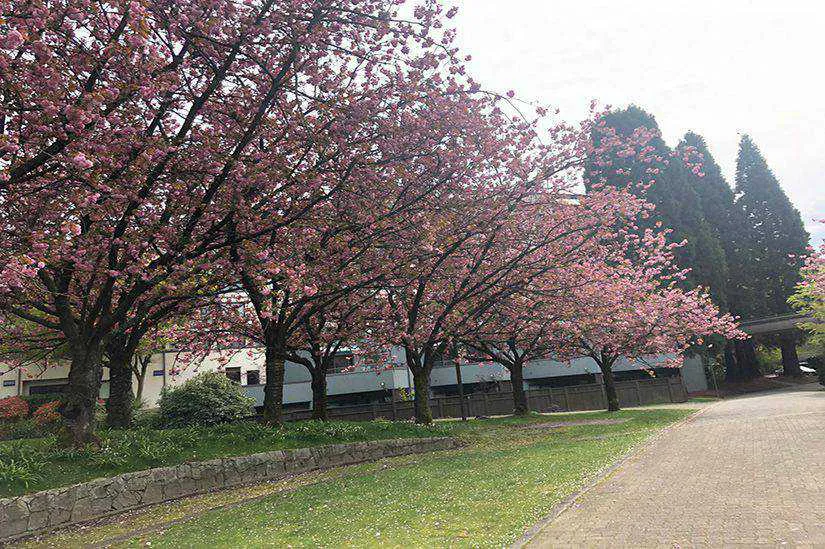 Cherry Blossom Vancouver, Globalduniya