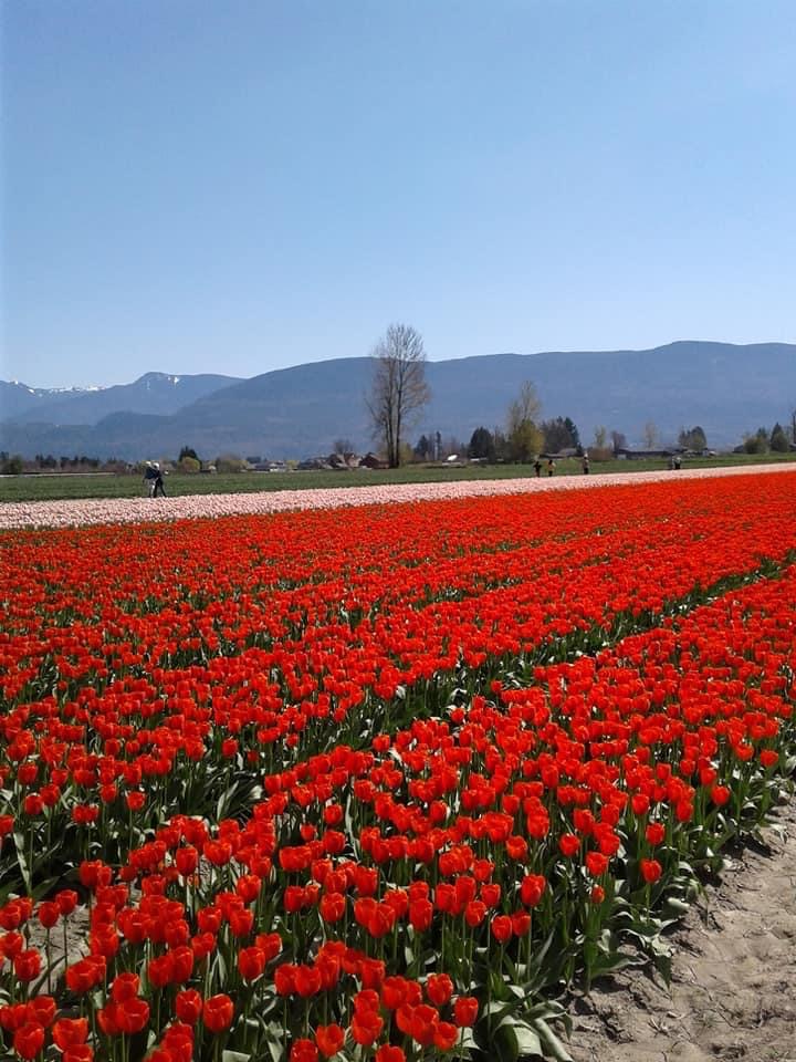 Vancouver Tulip Flower festival @Globalduniya