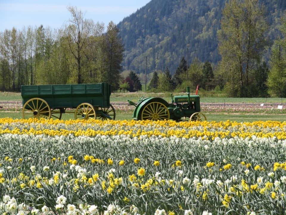 Vancouver Tulip Flower festival @Globalduniya
