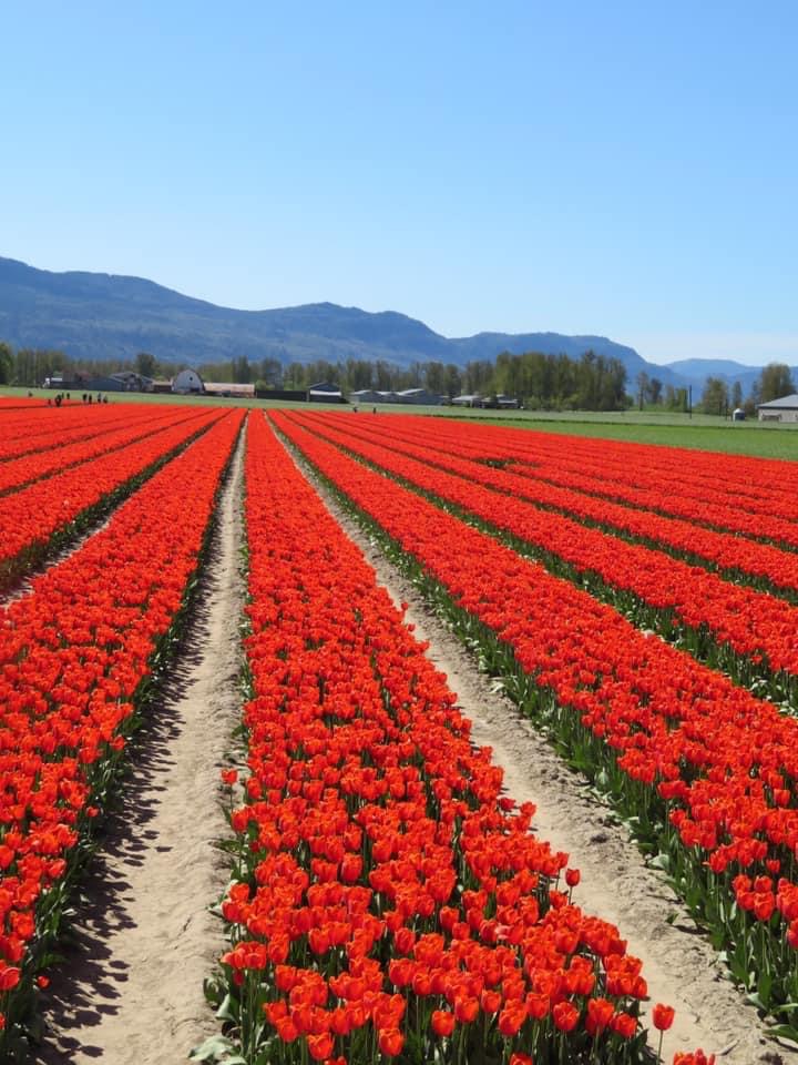 Vancouver Tulip Flower festival @Globalduniya