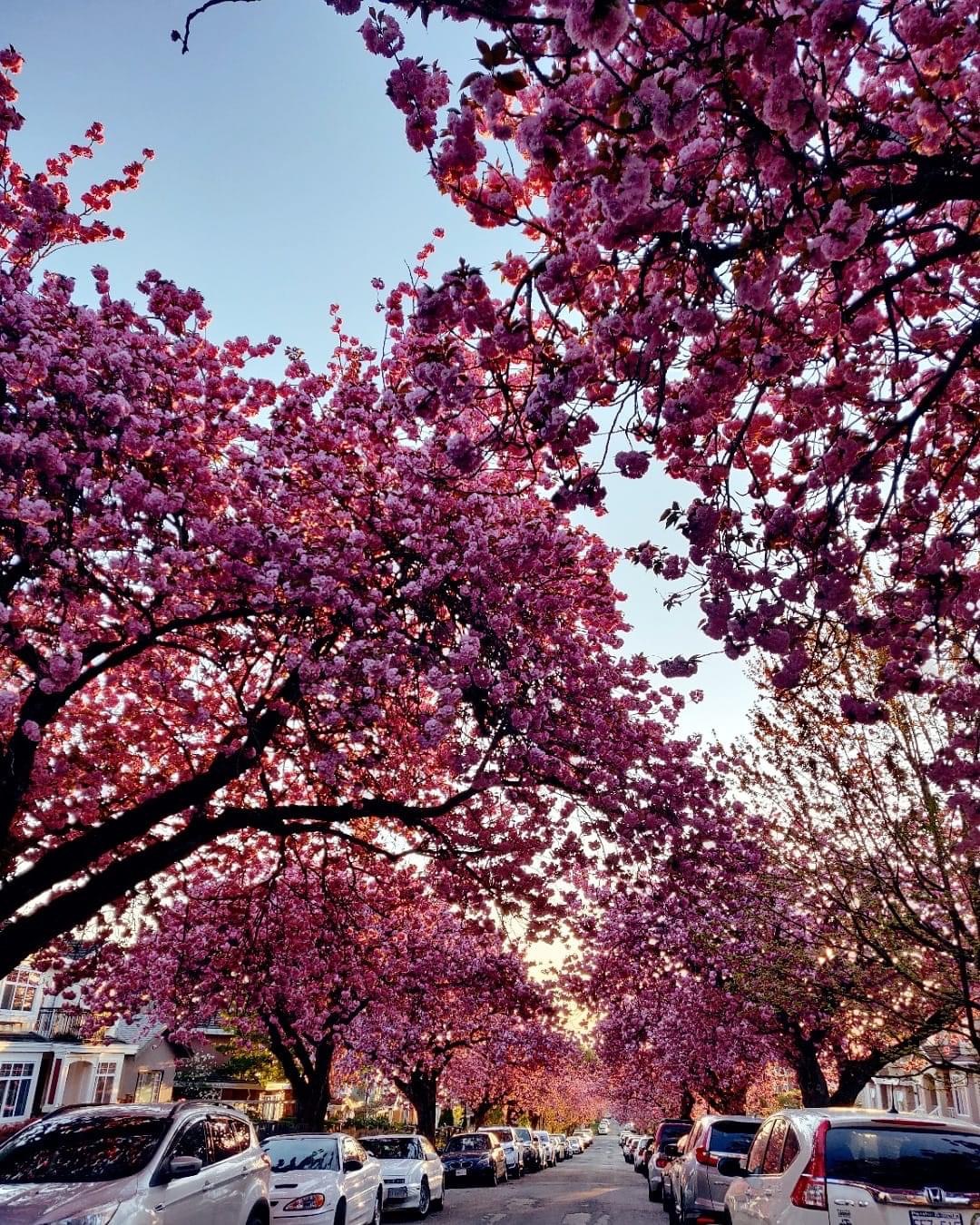 Vancouver Cherry Blossom Festival @Globalduniya