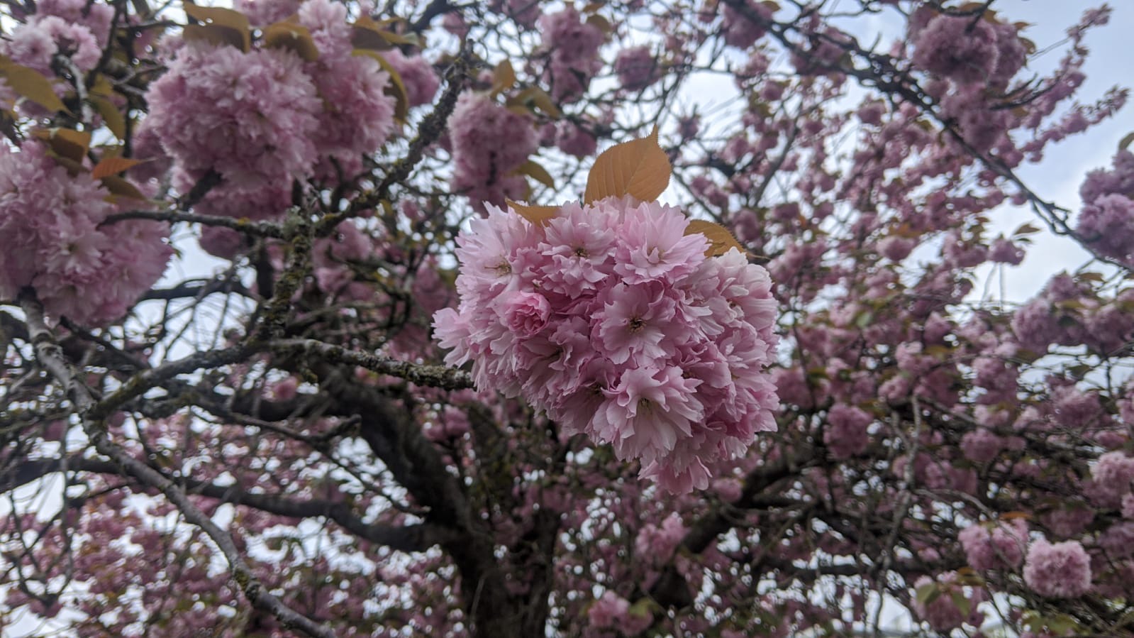 Vancouver Cherry Blossom Festival @Globalduniya
