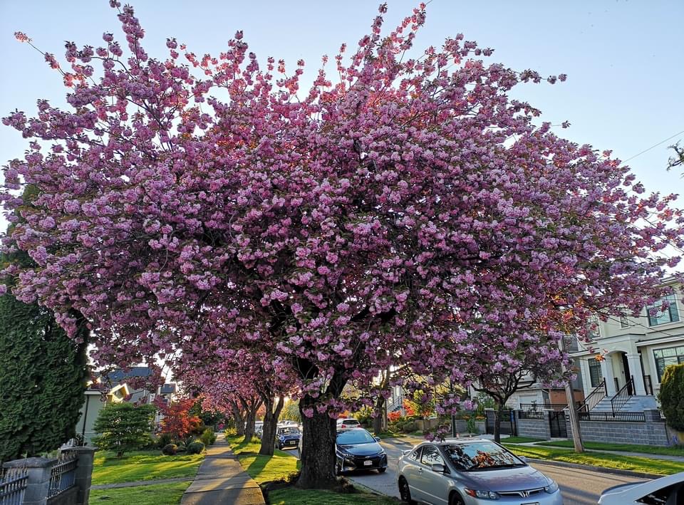 Vancouver Cherry Blossom Festival @Globalduniya