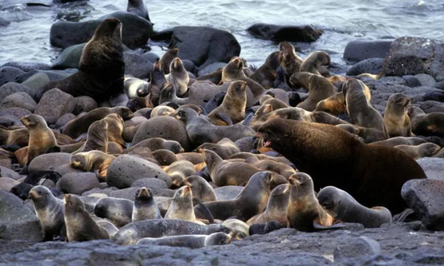 Seal colony Vancouver Cruise Marine wildlife Adventure @ Globalduniya
