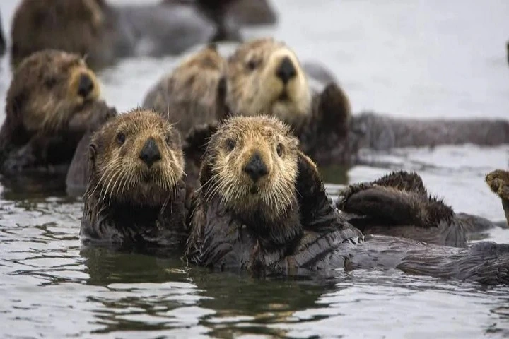 sea otter Vancouver Cruise Marine wildlife Adventure @ Globalduniya 