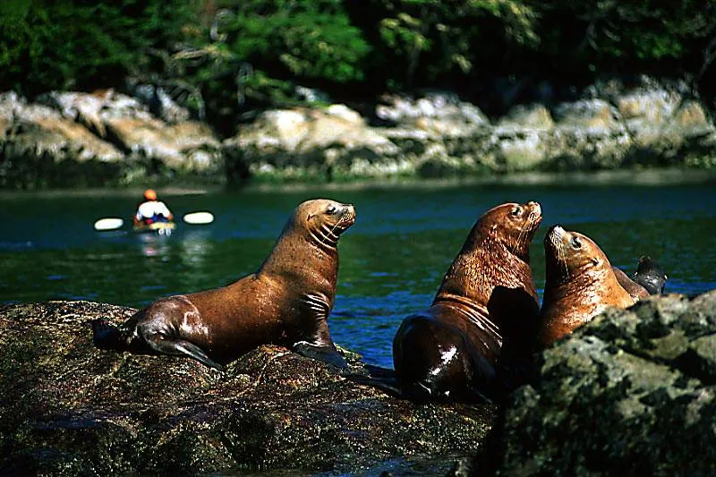 Sea lions Vancouver Cruise Marine wildlife Adventure @ Globalduniya