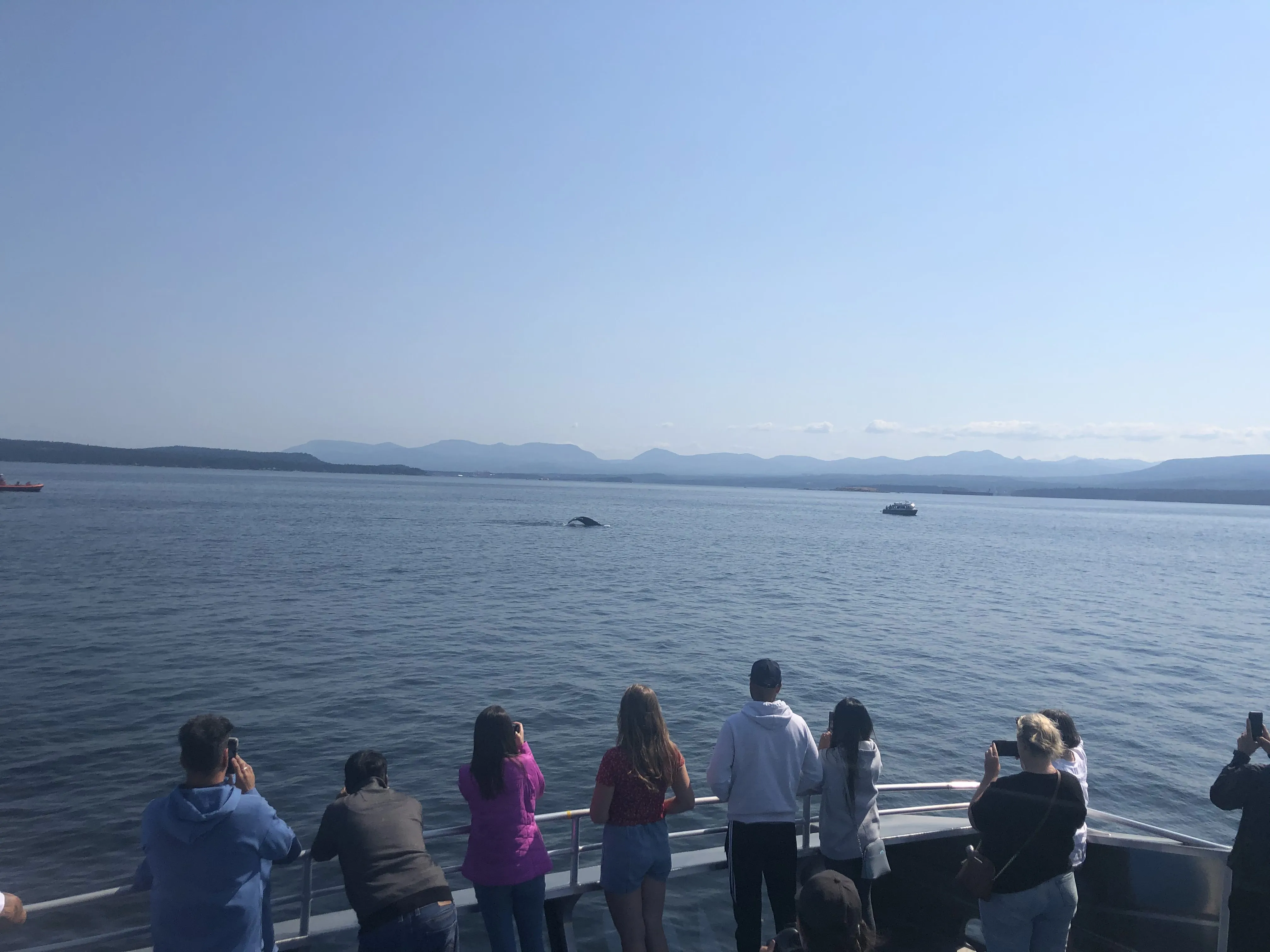 Vancouver whale watching adventure Globalduniya