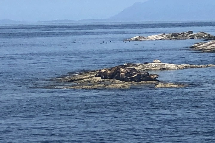 Vancouver whale watching adventure @Globalduniya 