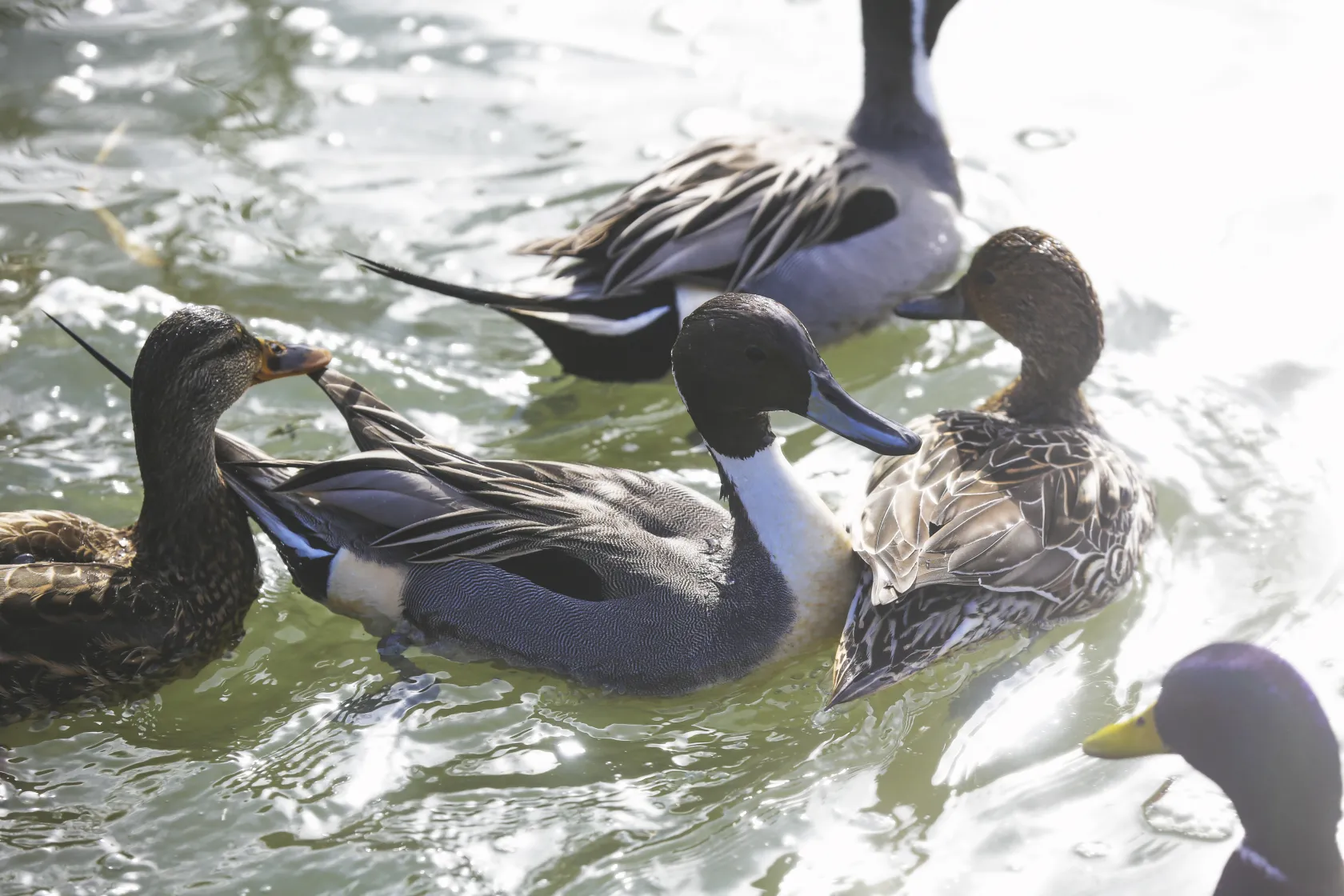Vancouver family day trip to Migratory Bird Sanctuary@Globalduniya